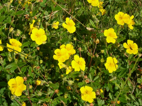 Die Umgebung im Sommer 18